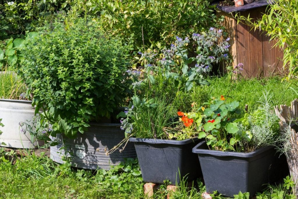 A container herb garden in recycles metal tubs and plastic bins