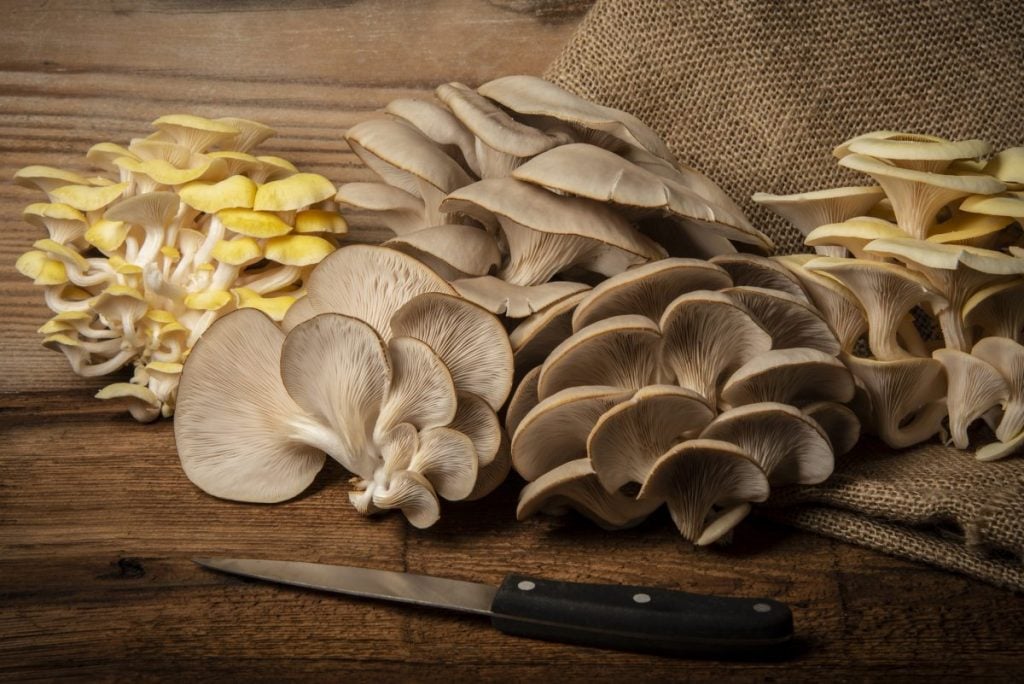 How to Grow Your Own Oyster Mushrooms on Straw - The Permaculture