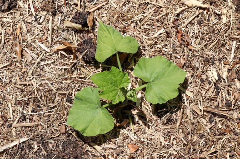 The Beginner’s Guide to Deep Mulch Gardening | GroCycle