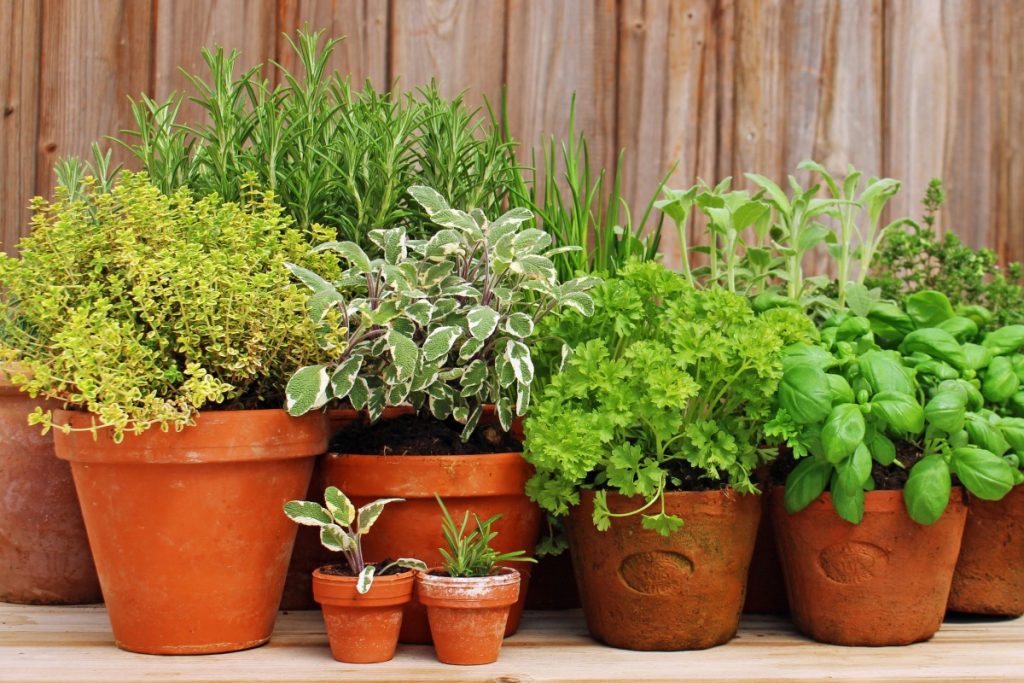 Image of Container garden with herbs