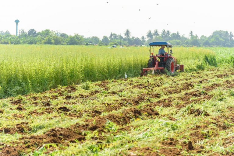 what-is-green-manure-everything-you-need-to-know-grocycle