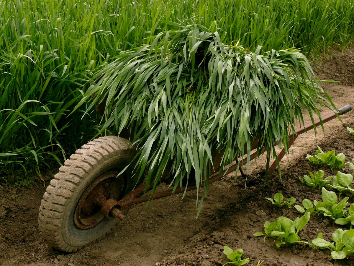 what-is-green-manure-everything-you-need-to-know-grocycle