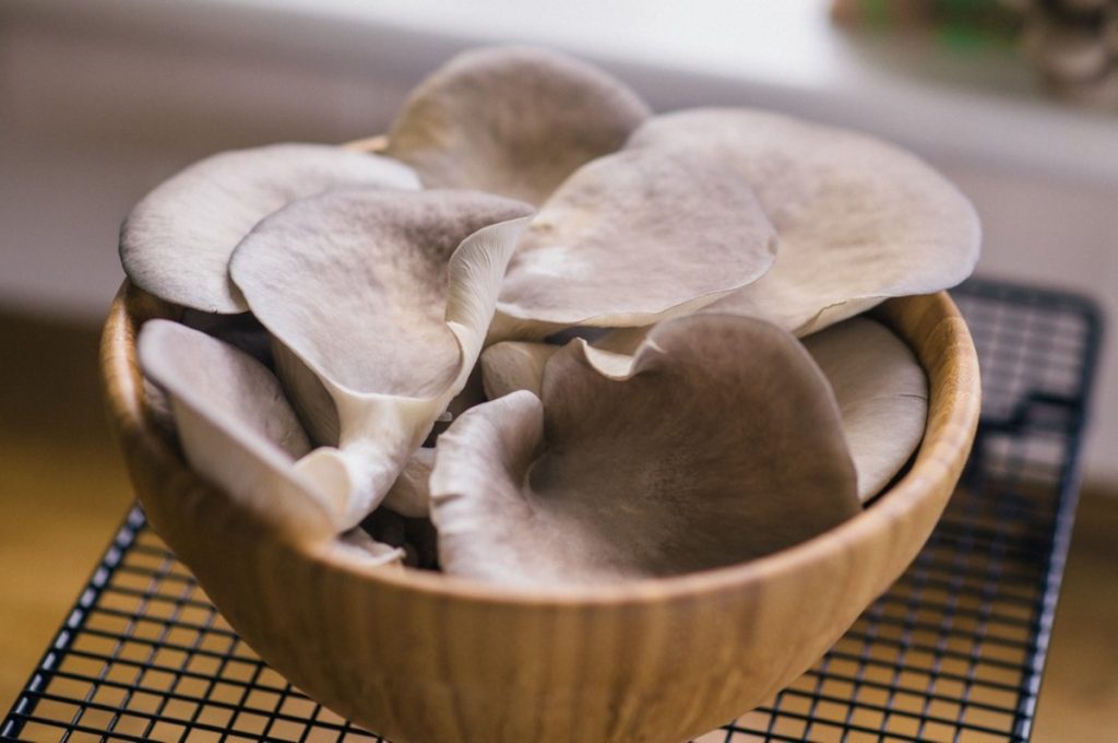 mushroom startup business plan