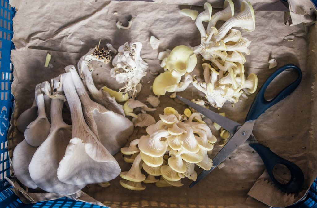 mushroom cultivation business plan