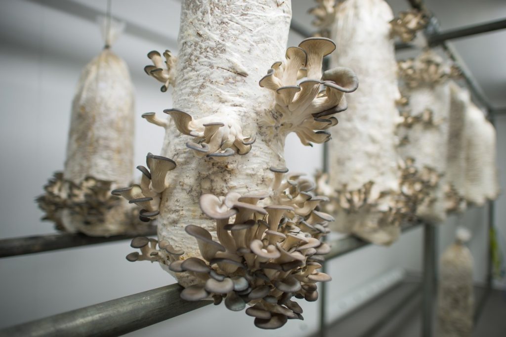 mushroom farming business plan sample