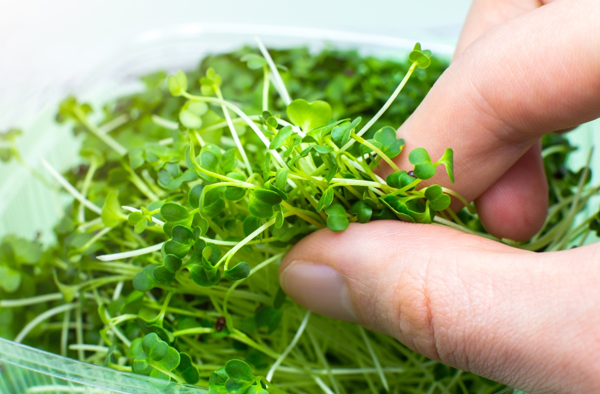 The Ultimate Guide To Broccoli Microgreens Grocycle