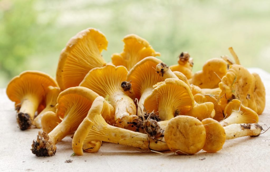 Top 12 Most Expensive Mushrooms in the World
