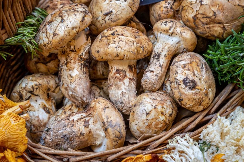 Matsutake mushrooms are one of the most expensive mushrooms