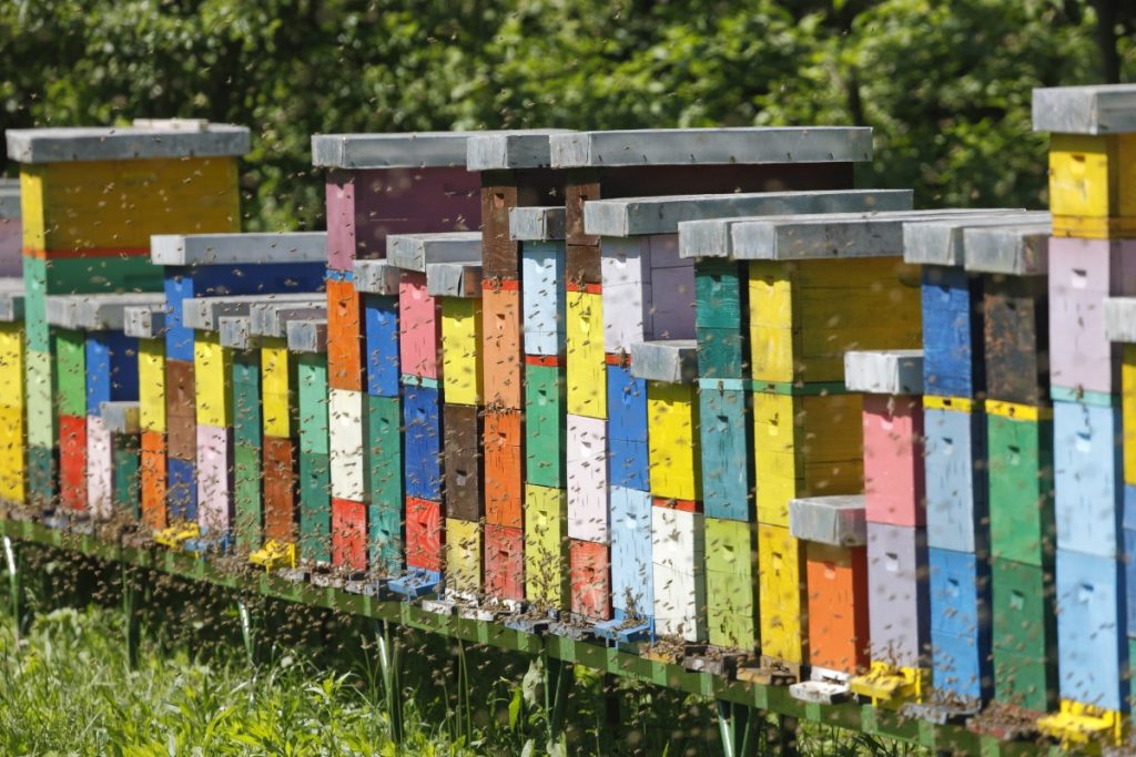 How many hives do you need when beekeeping for profit?