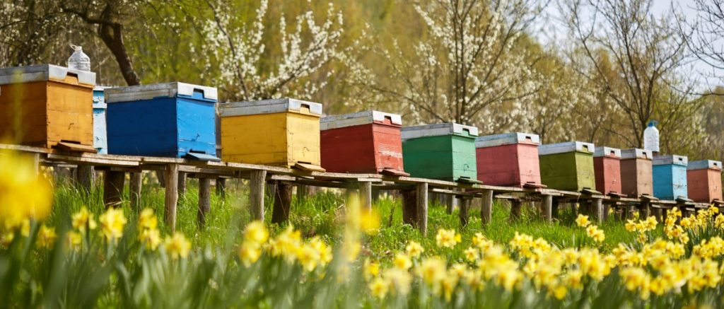 Beekeeping for profit
