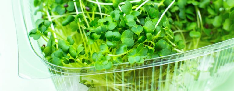 Broccoli microgreens in a container