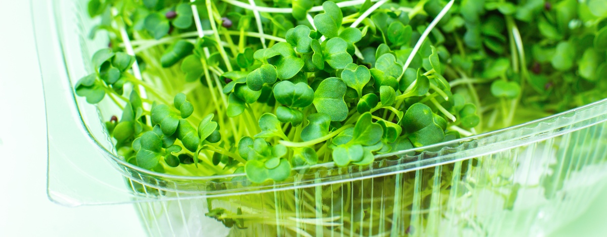 https://grocycle.com/wp-content/uploads/2021/08/broccoli-microgreens-cover-pic-1.jpg