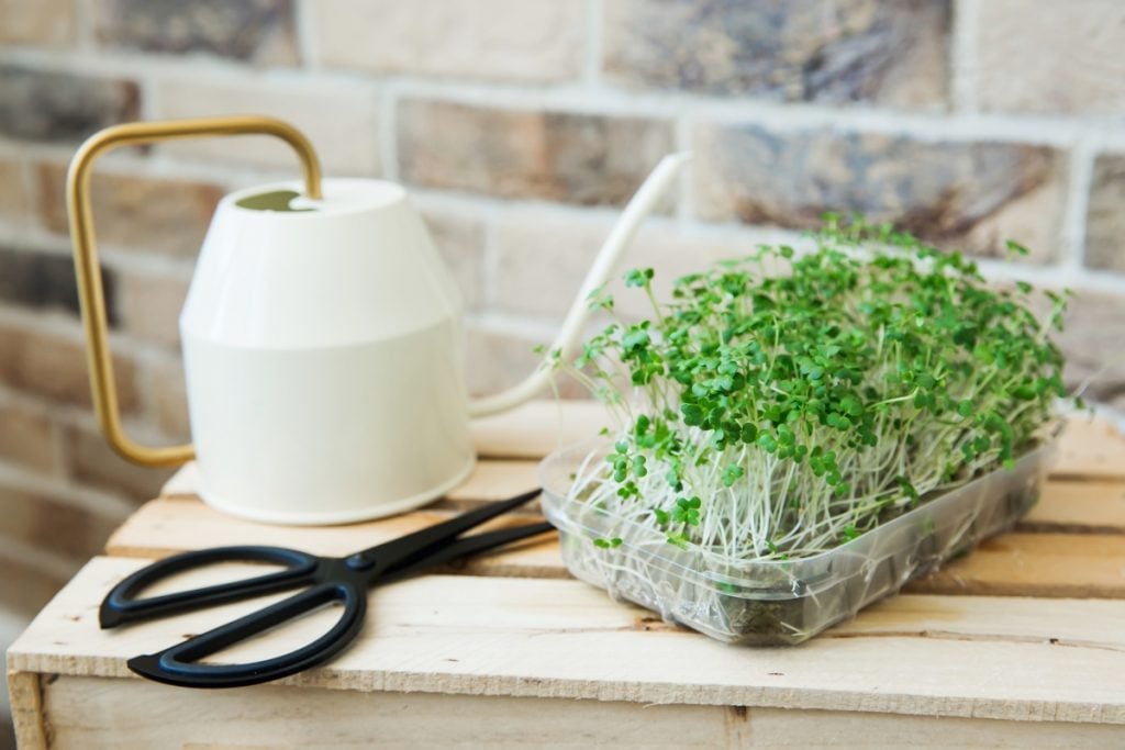 Small black scissor for cutting and harvesting sprouts and microgreens