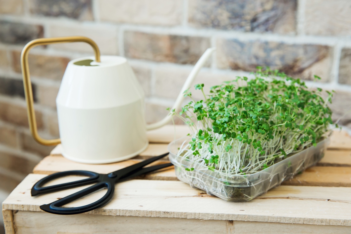 The Ultimate Guide To Broccoli Microgreens | GroCycle