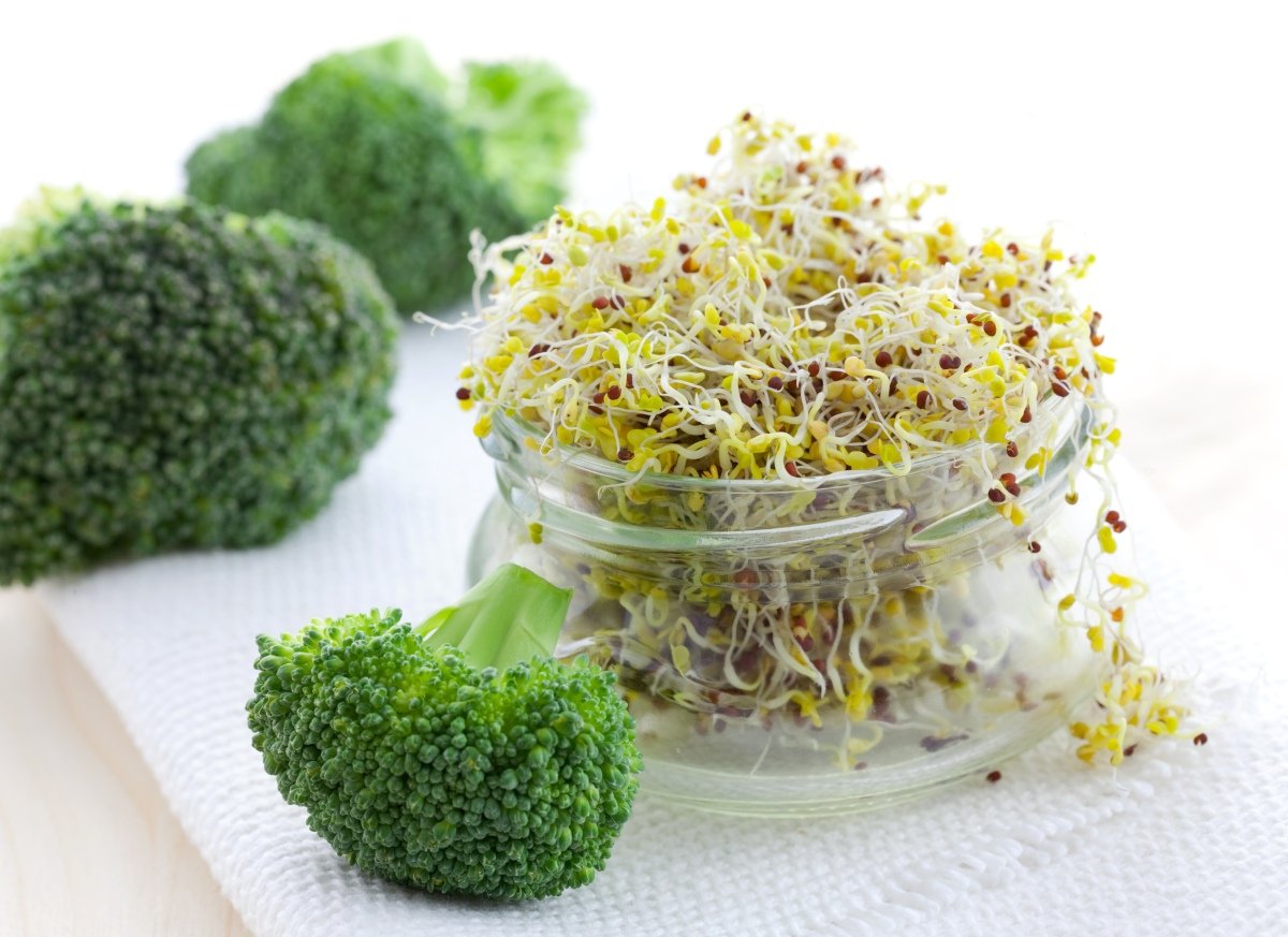 The Ultimate Guide to Broccoli Microgreens GroCycle