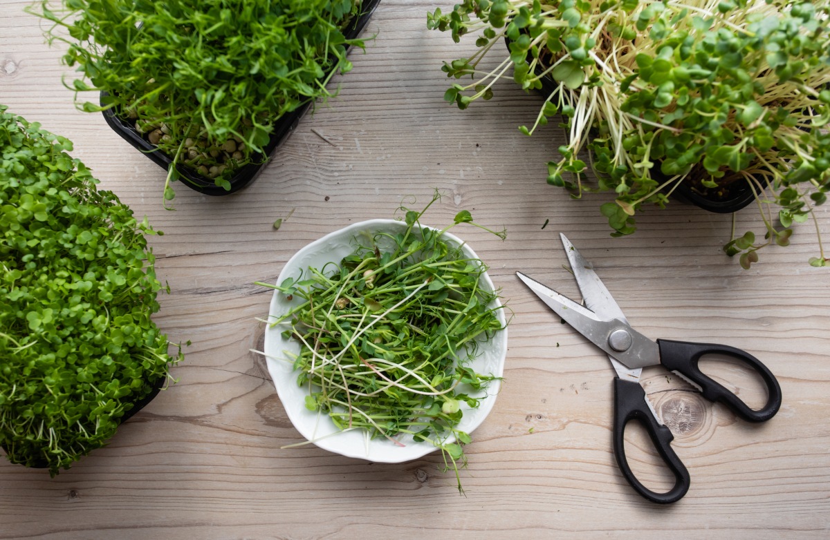 Do Microgreens Regrow After Cutting? Everything You Need to Know - GroCycle