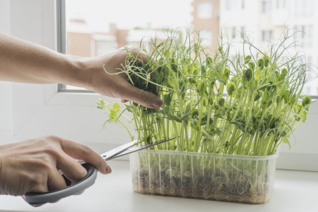 how to harvest microgreens