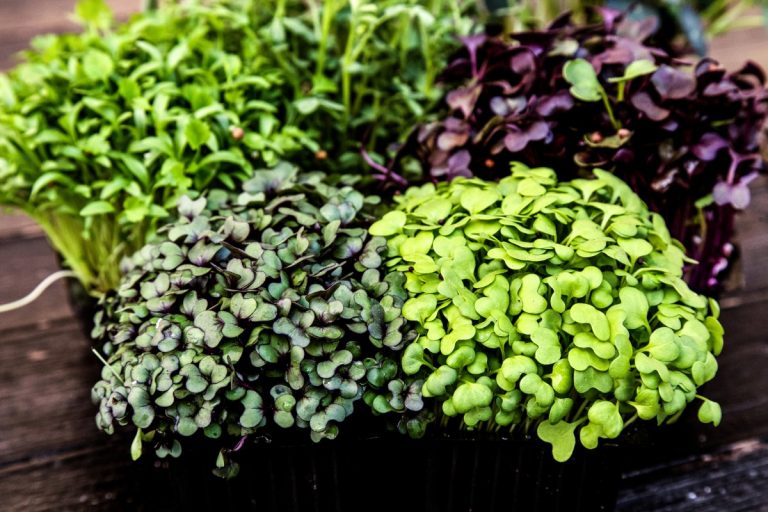 Do Microgreens Regrow After Cutting? Everything You Need to Know - GroCycle