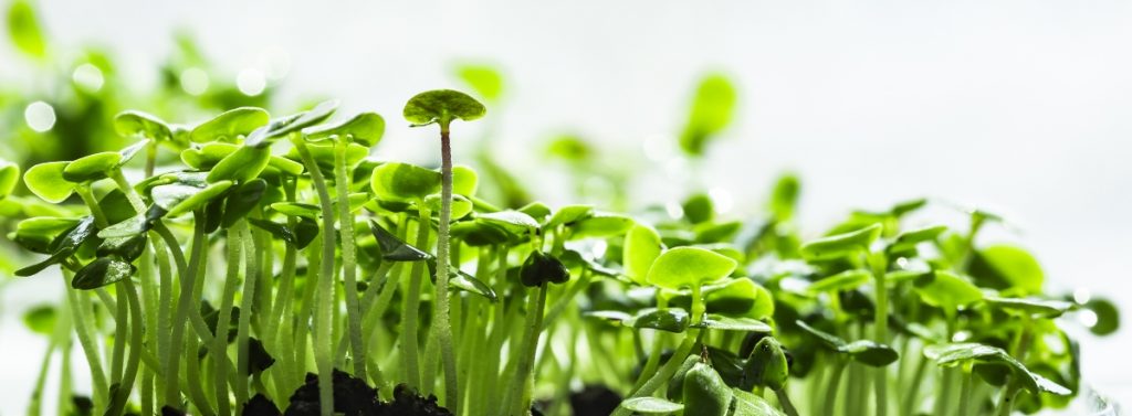 microgreens aquaponics - growing microgreens in an aquaponics system