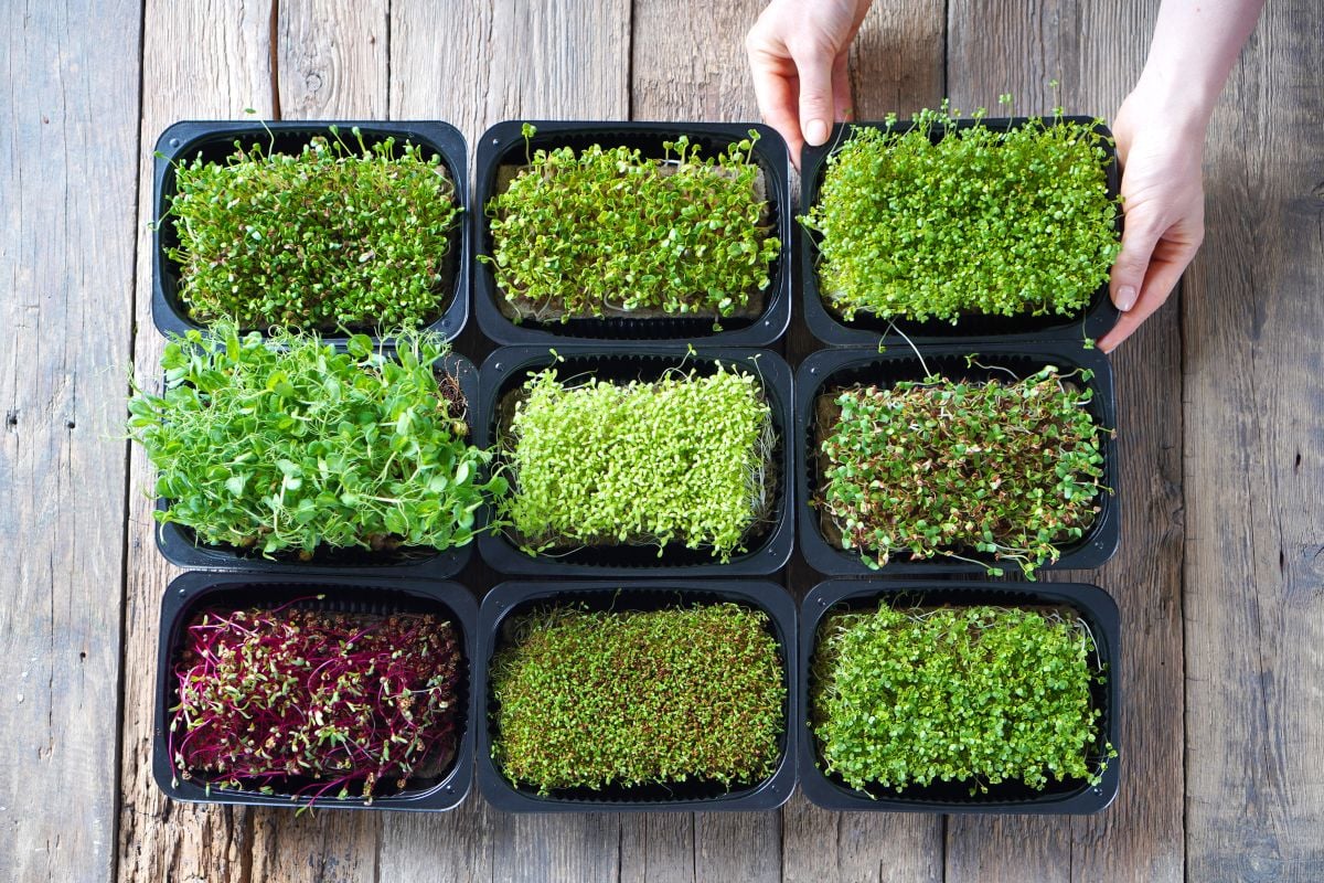 How To Grow a Microgreens Garden in 7 Easy Steps | GroCycle