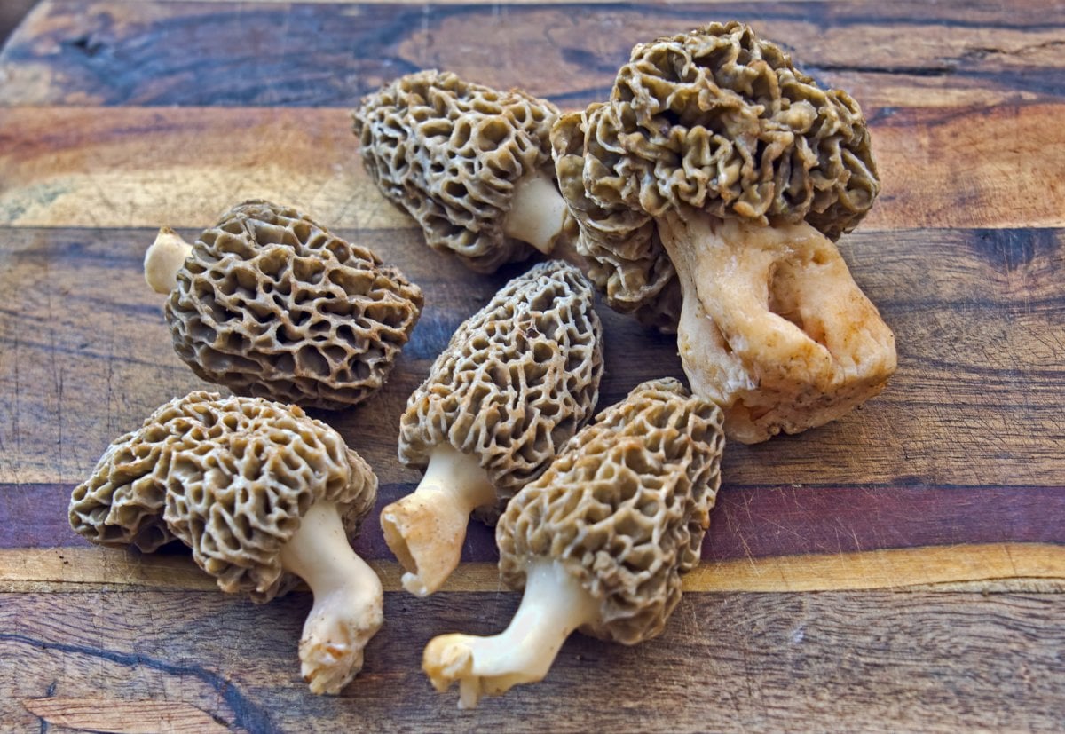 Top 12 Most Expensive Mushrooms in the World GroCycle