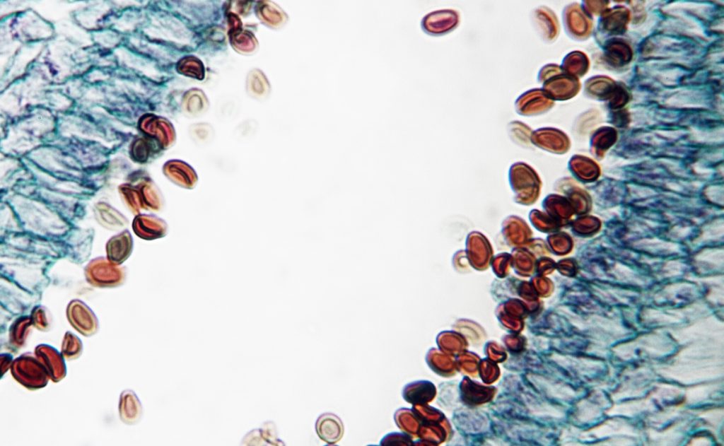 Microscopic view of mushroom spores
