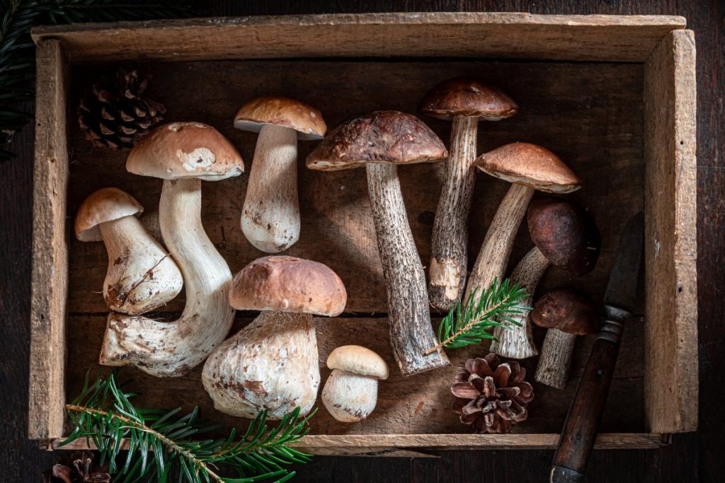 A Guide to All the Parts of a Mushroom | GroCycle