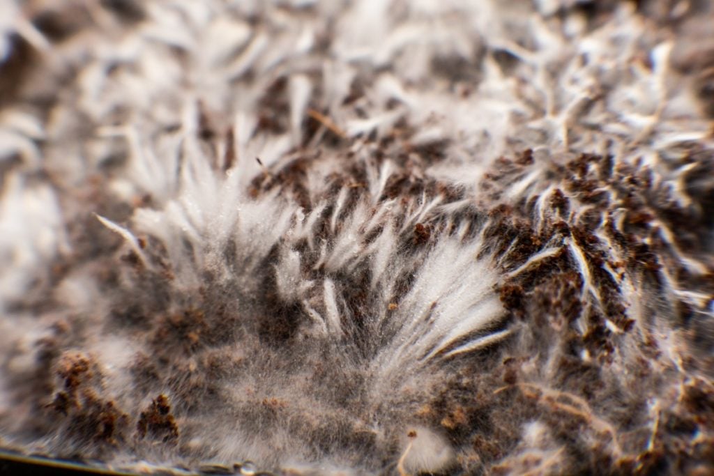 Mycelium. What is it, what is it for and how is it grown?