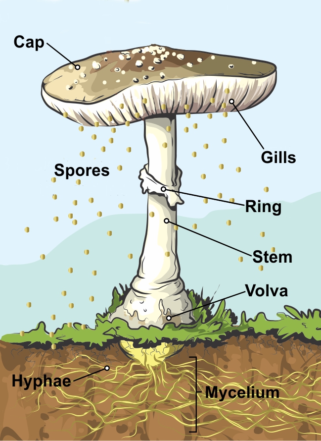 Parts Of A Mushroom