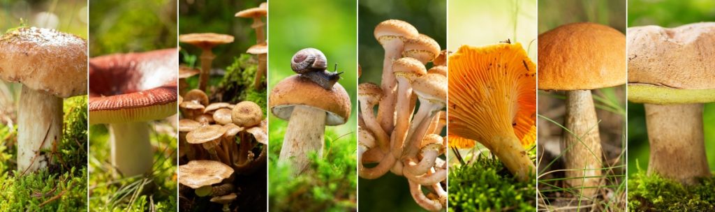 Parts of a mushroom