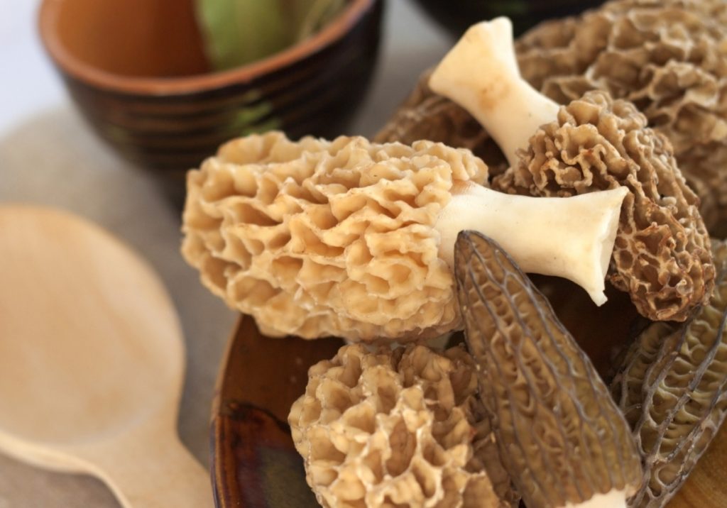 morel mushrooms are not safe to eat raw