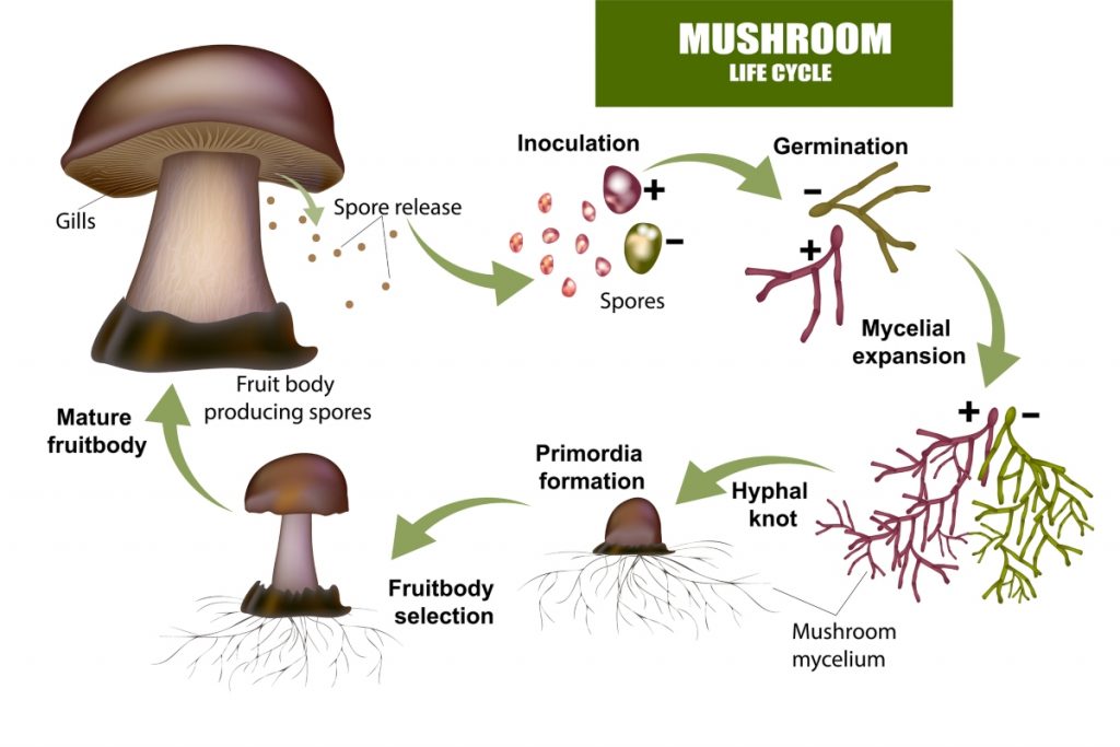 Circle of life mushroom vials