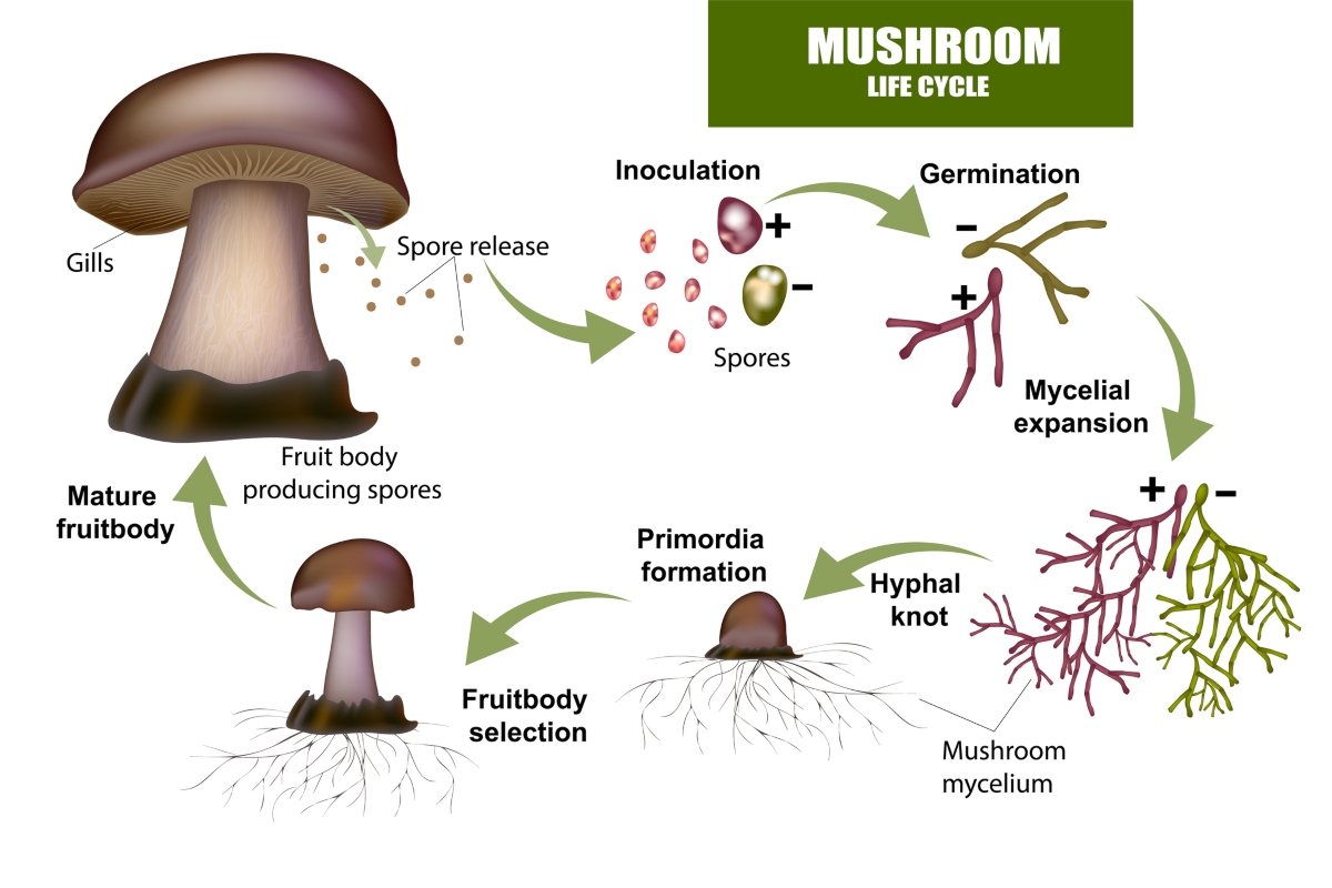 A Detailed Explanation of the Mushroom Life Cycle | GroCycle