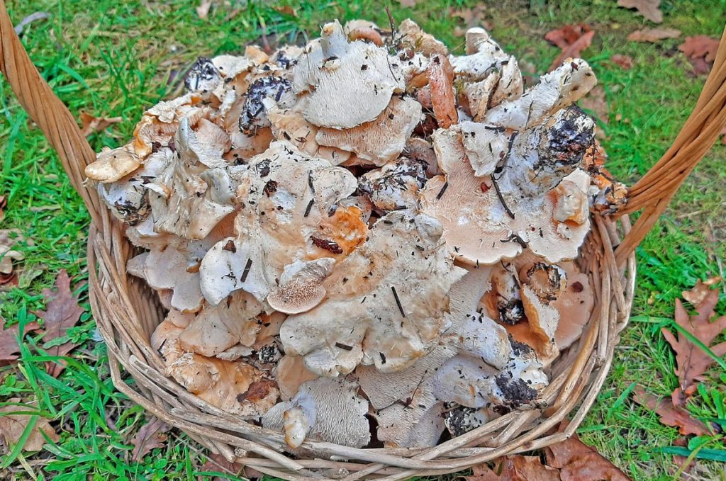 Harvested, uncleaned hedgehog mushrooms in a basket.