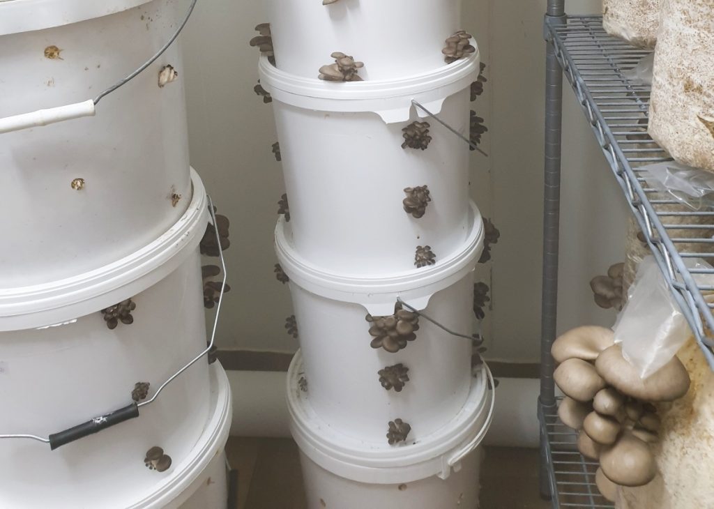 Stacking buckets saves you space when growing mushrooms in buckets.