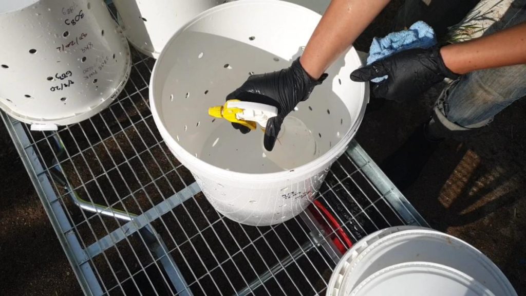 Cleaning the buckets before growing mushrooms in buckets.