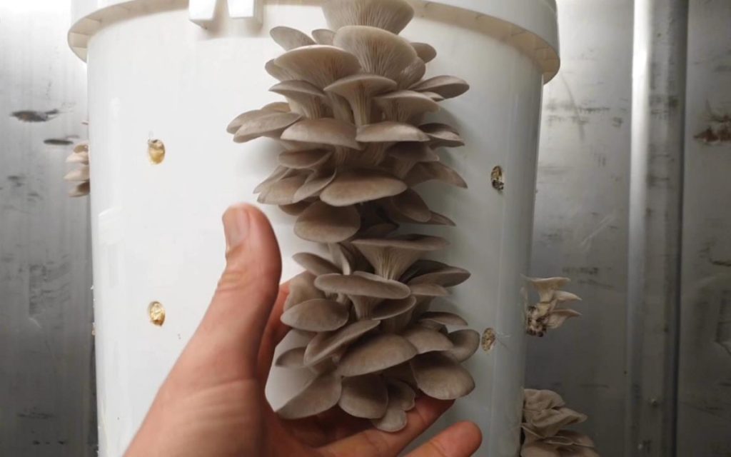 Harvesting oyster mushrooms growing in buckets.