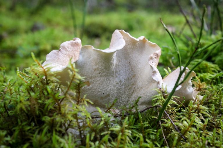 A Complete Guide to Hedgehog Mushrooms | GroCycle