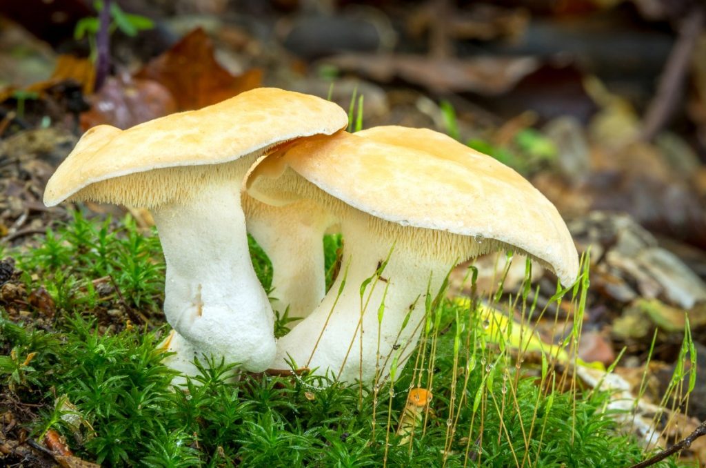 Hedgehog Mushrooms list of 40 edible mushrooms
