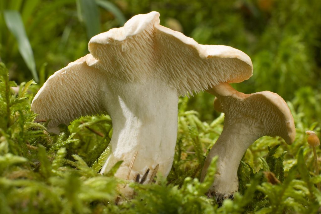 A mature hedgehog mushroom with  long spines or teeth.