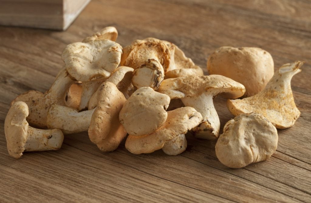 Hedgehog mushrooms