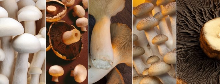 Can you eat mushroom stems?