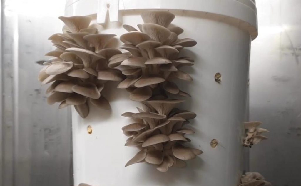 Growing oyster mushrooms in buckets