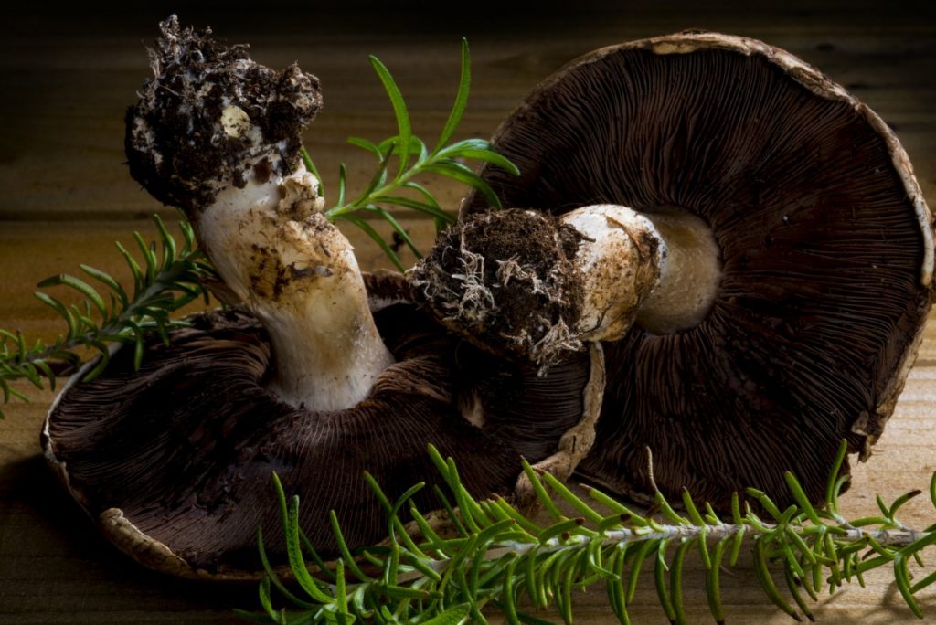 Portabella mushroom stems