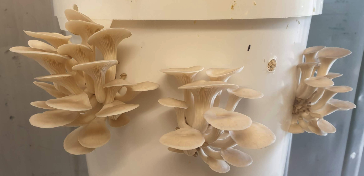 growing mushrooms in coffee grounds pdf