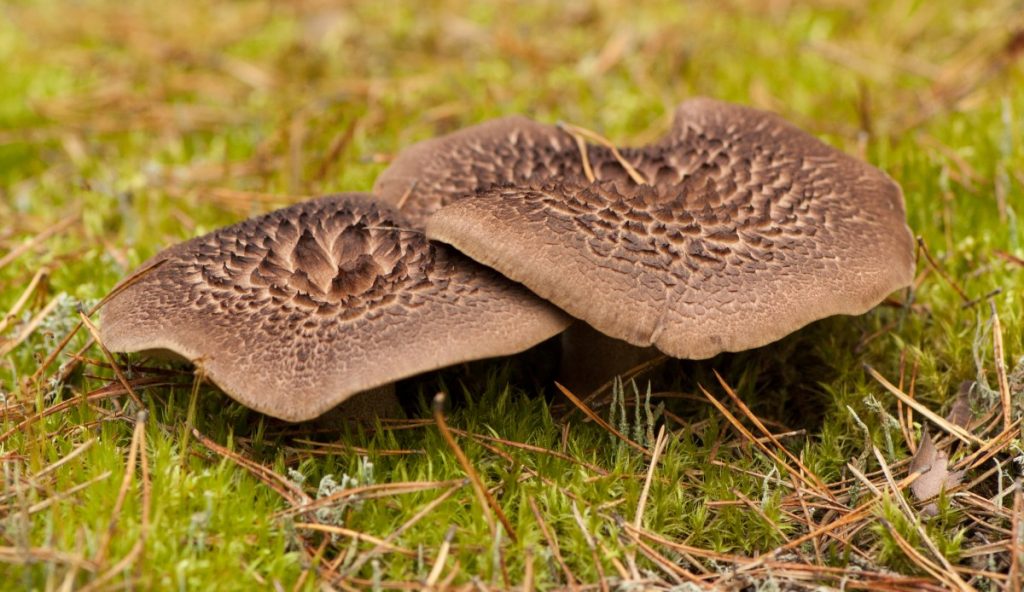 Scaly hedgehog mushroom