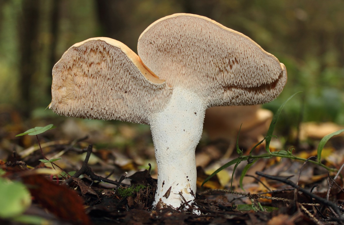 A Complete Guide to Hedgehog Mushrooms | GroCycle