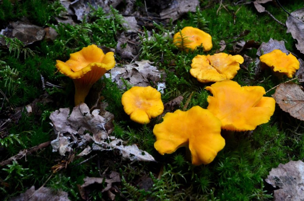 Chanterelle mushrooms growing in a forest. These mycorrhizal mushrooms have a symbiotic relationship with trees.