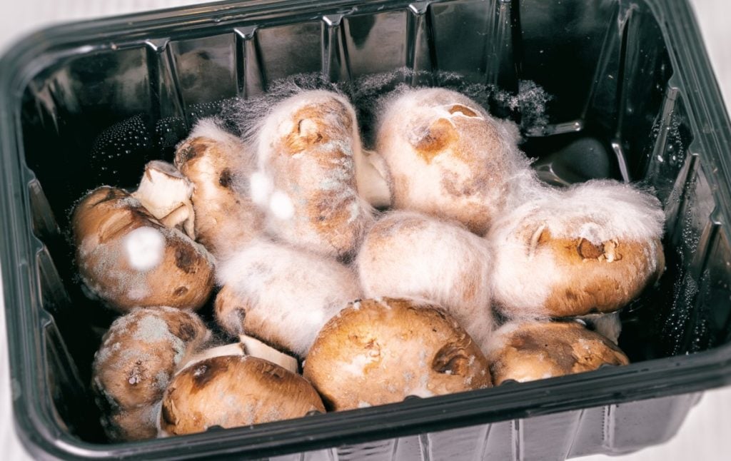 Is White Mold On Mushrooms Dangerous at Anthony Brunson blog