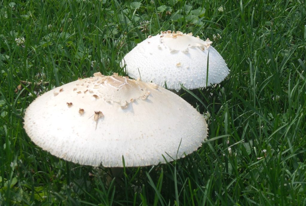 Mushrooms growing in a backyard lawn.